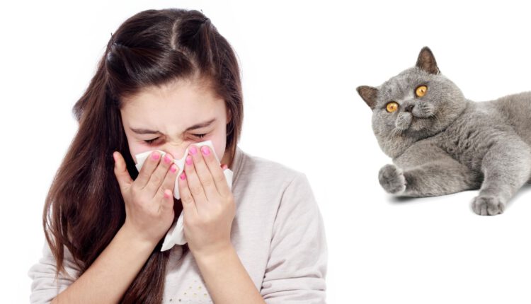 british-shorthair-allergy-sufferers