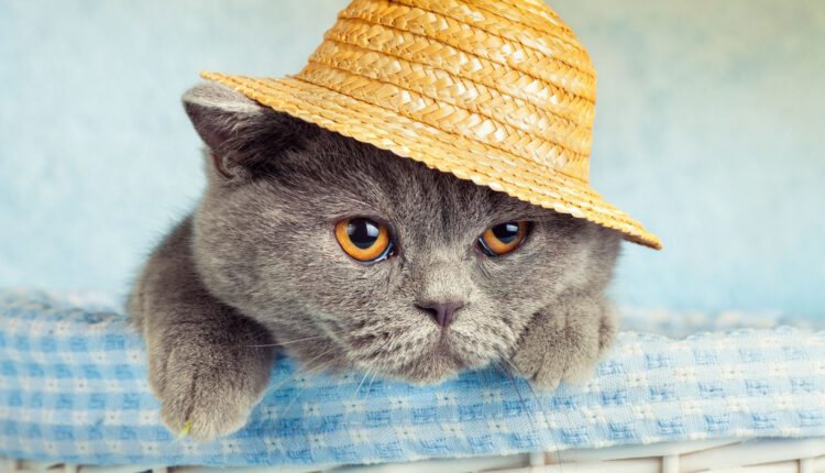 british-shorthair-character