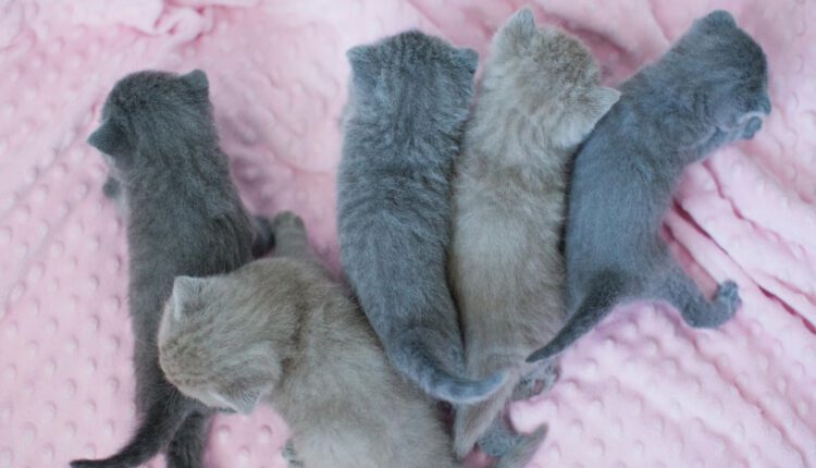 british-shorthair-color