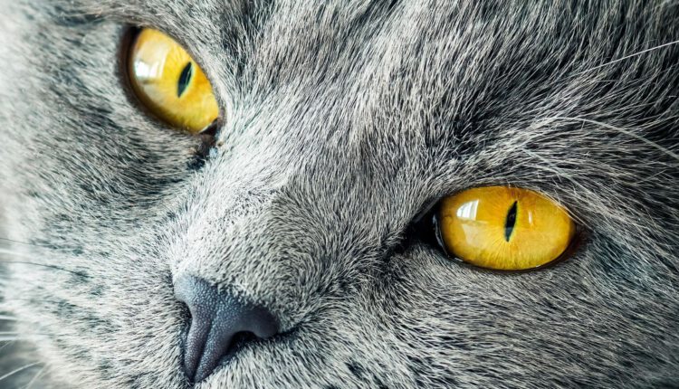 british-shorthair-eye-color
