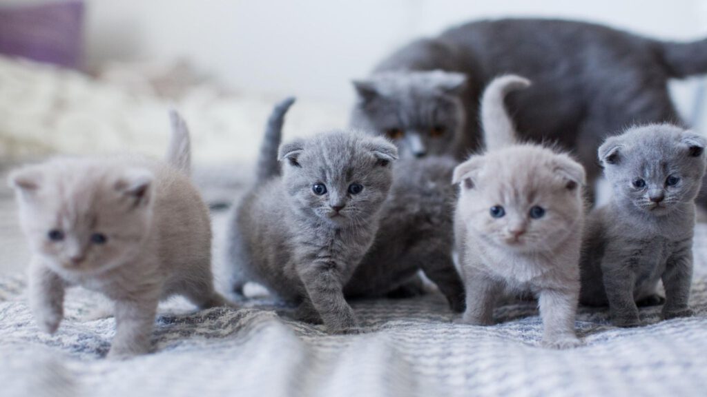 British Shorthair price really matters… Pet Facts