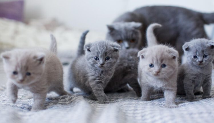 british-shorthair-price