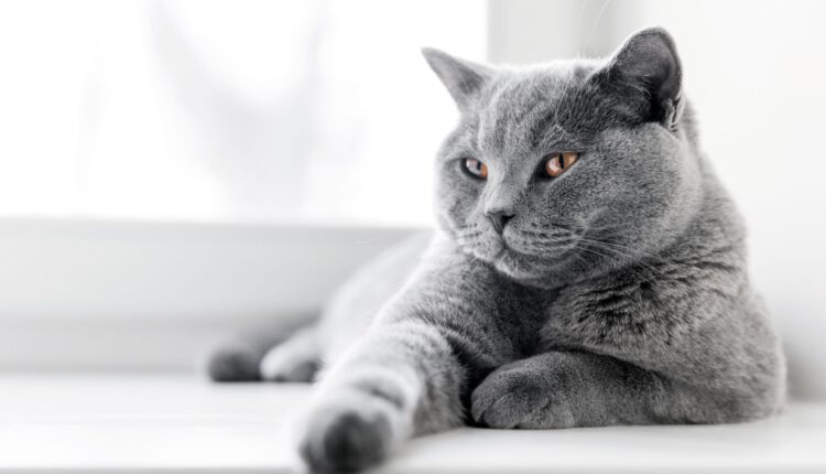 correct-weight-of-a-british-cat