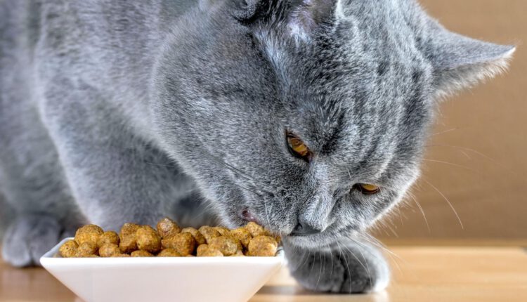 feeding-your-british-shorthair-cat