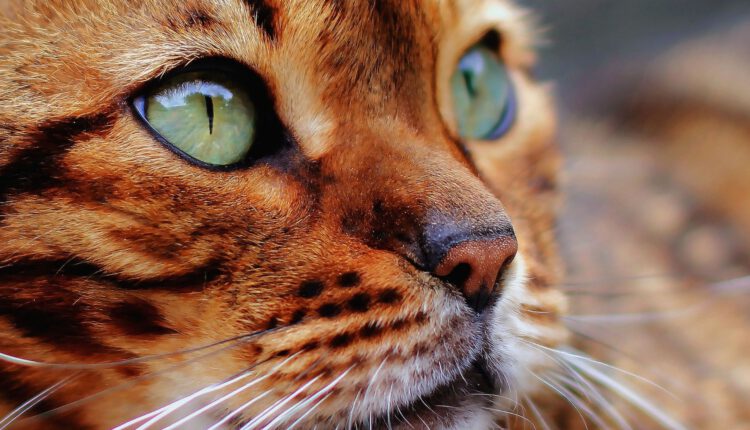 price-of-a-bengal-cat