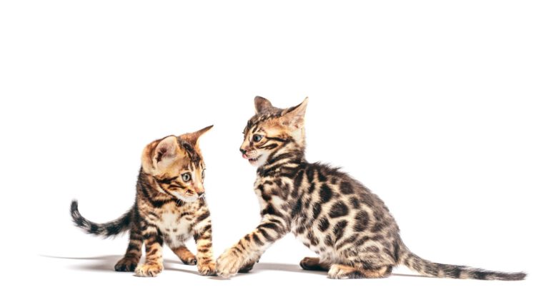 bengal-cat-breeding